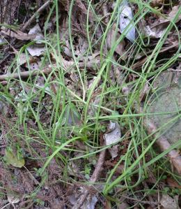 nobiru (Allium grayi)