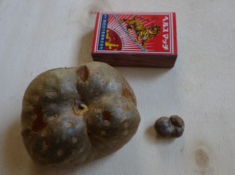 air potato (Discorea bulbifera) and mukago (Discorea japonica)